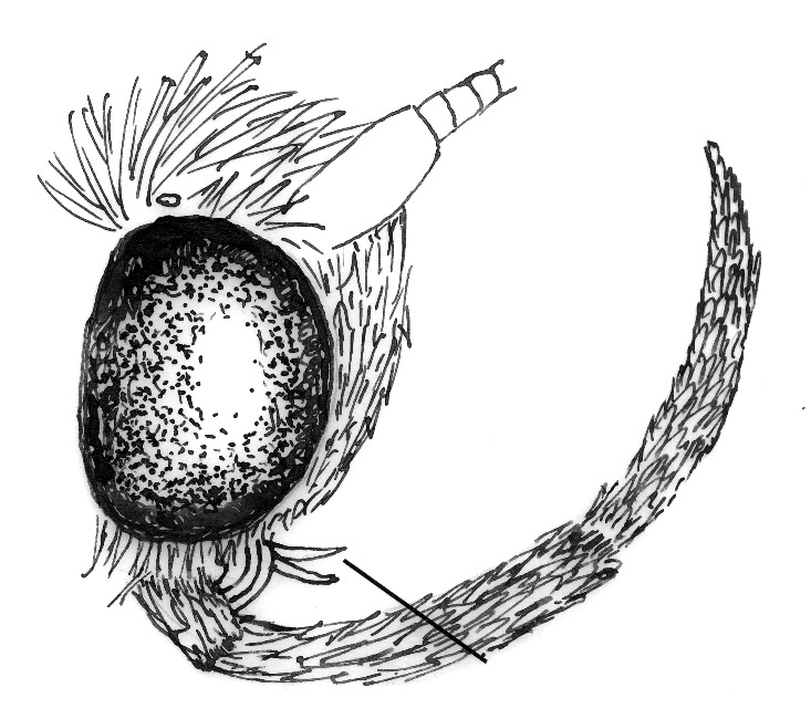 Head of Acrolepiopsis assectella (Plutellidae).